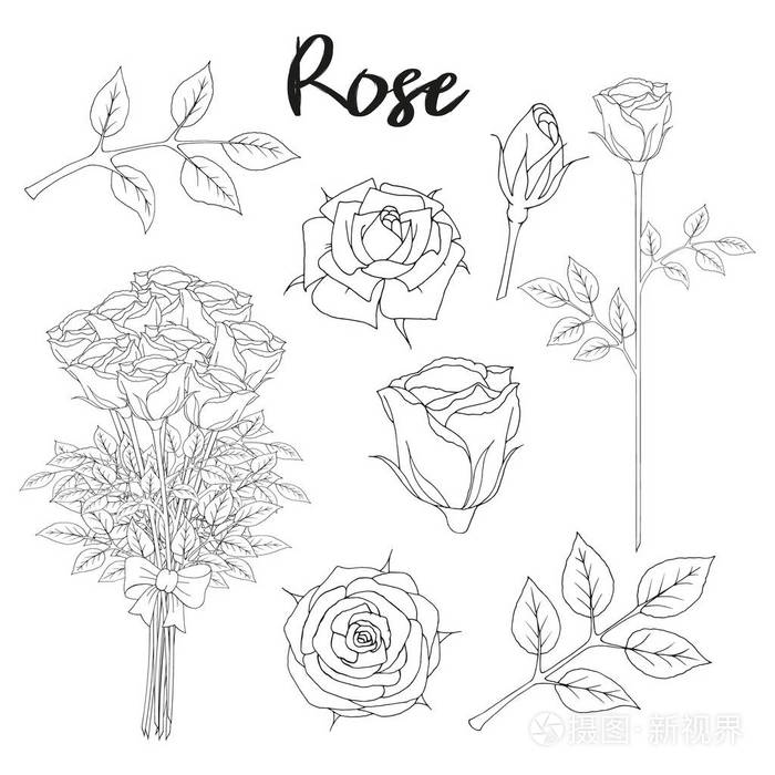 插画 花收集手工绘制元素玫瑰花束花蕾. 婚礼和浪漫设计的物品.