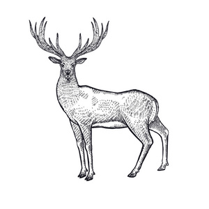 黑色的墨水素描森林动物鹿. 手绘素描黑色墨水隔离在白色背景上.