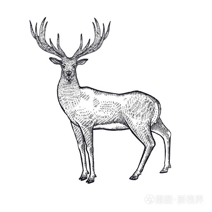 素描黑色墨水隔离在白色背景上矢量艺术插图老式雕刻风格野生动物哺乳