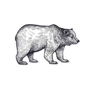 黑色的墨水素描森林动物熊. 手绘素描黑色墨水隔离在白色背景上.