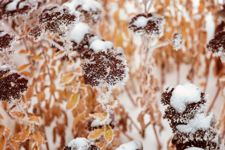 冬天白雪下的绿色树枝。