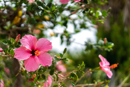 粉红芙蓉花近景