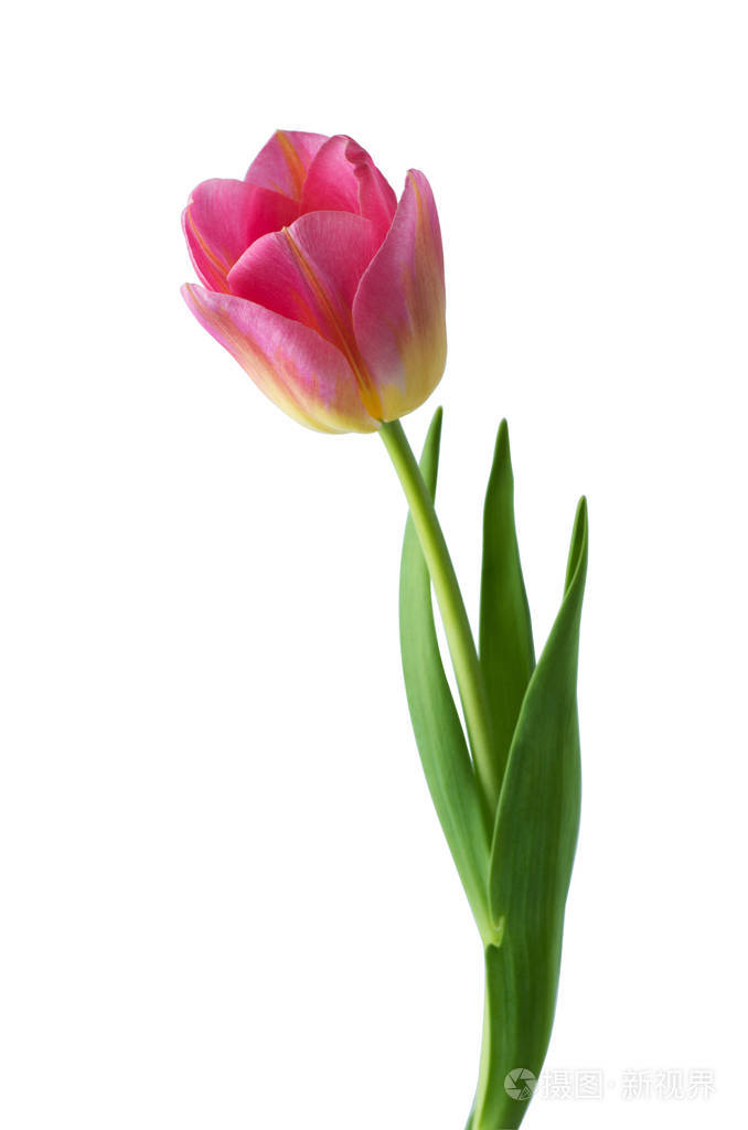 白色背景的粉红色郁金香花