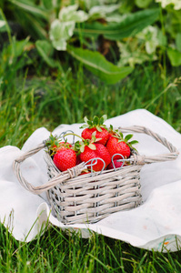 新鲜的红色草莓。 堆得很高，在绿草上装满了一个小编织的篮子
