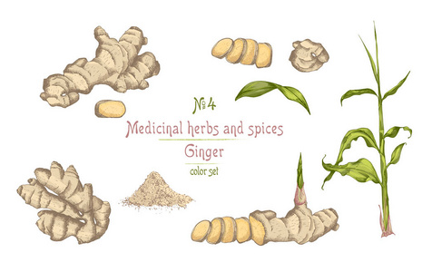 设置五颜六色的手画姜根生活和花隔离在白色背景. 复古复古平面设计.