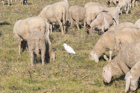 一群羊在草地上吃白鹭