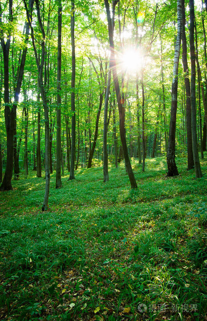 森林树木自然绿色木材阳光背景