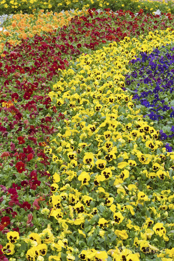 夏天公园里美丽的花坛