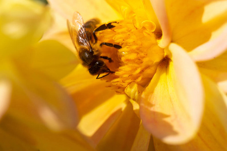 大丽花上的蜜蜂