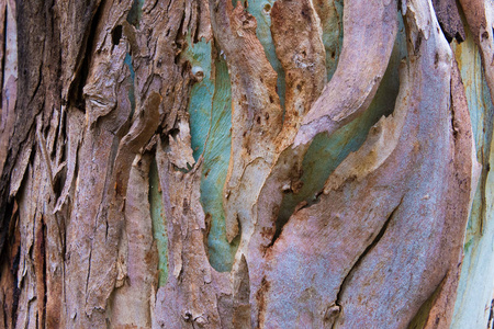 桉树树皮纹理，色彩丰富的自然抽象图案