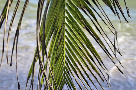 塞舌尔群岛上的白色沙滩上美丽的棕榈树