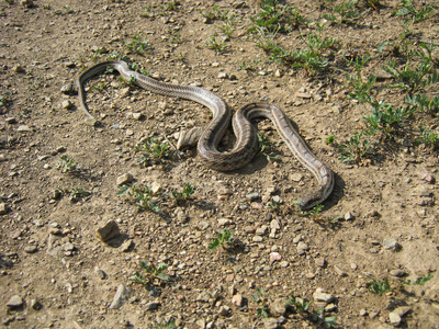 蛇毒蛇在地上爬行图片