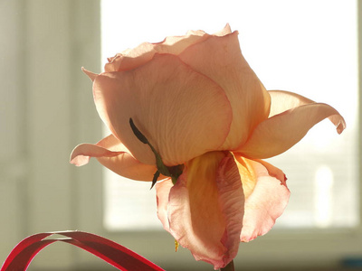 阳光下带蝴蝶结的浅粉色玫瑰