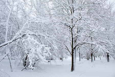 冬天的童话在城市公园里，白雪皑皑的森林里，白雪皑皑的树林里