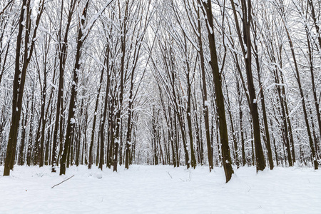 冬季森林。雪下的树。自然。景观。