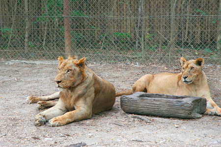 一对狮子雌性躺在栅栏前的地面上。泰国自然户外动物园。成熟狮子的粗糙枪口。复制空间。