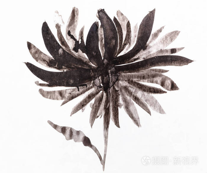 苏米eSuibokuga风格的训练图白色纸上黑色水彩手绘菊花