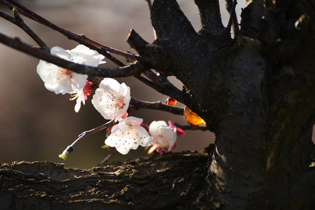 树干上开花的樱桃树和口香糖。
