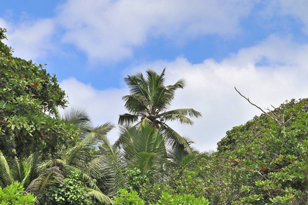 塞舌尔群岛上的白色沙滩上美丽的棕榈树