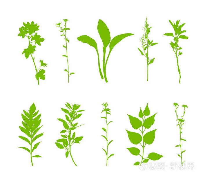 绿色植物剪影设置隔离在白色背景上.矢量图