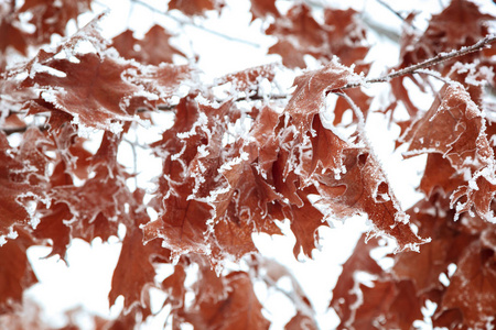 橡树在冬天在雪下落叶。