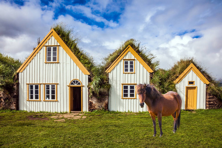 历史文化旅游的概念..农村牧区。光滑的冰岛马在绿色的草坪上放牧。冰岛Glaumbaer民族博物馆
