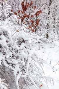 雪下的冬树..森林景观。