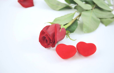 玫瑰和两个红色的心在白色背景. 爱的概念