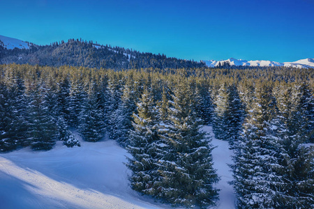 美丽的冬季景观与雪，森林和干净的天空在卡拉科尔，吉尔吉斯斯坦。