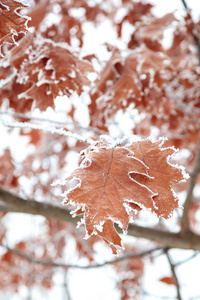 冬天的橡树叶在雪下。