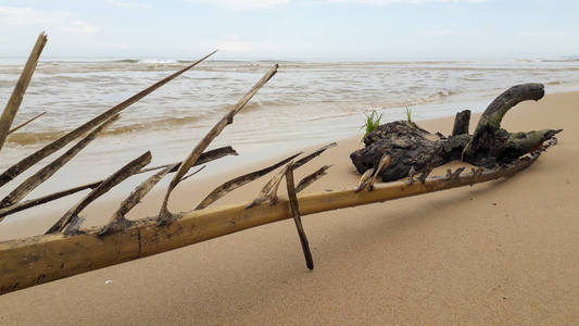 暴风雨后，棕榈树在海滩的岸边分枝。