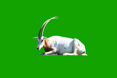 绿背景长角的孤立白山羊