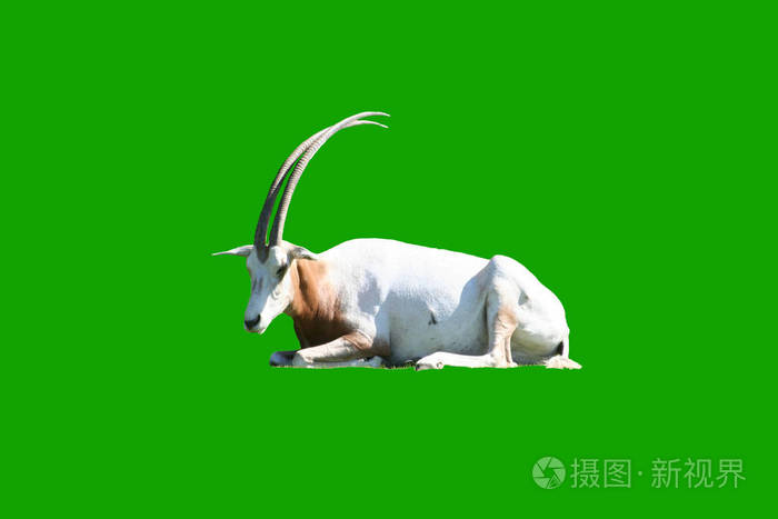 绿背景长角的孤立白山羊照片 正版商用图片18jgs9 摄图新视界 绿背景长角的孤立白山羊照片 正版商用图片18jgs9 摄图新视界