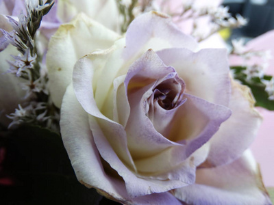 精致的紫罗兰玫瑰花在花束里