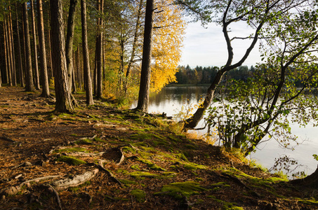 秋天的森林景观，湖岸树木的金色叶子
