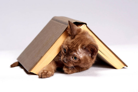 小猫躲在书下面