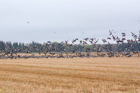 一群天鹅在森林背景下的田野上栖息，一群藤壶的鹅群在它们上方飞行。 鸟类正准备向南迁徙。 2018年10月芬兰。