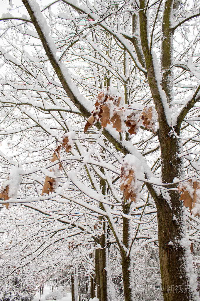 冬天的童话在城市公园里白雪森林里白树在蓬松的柔软的雪中