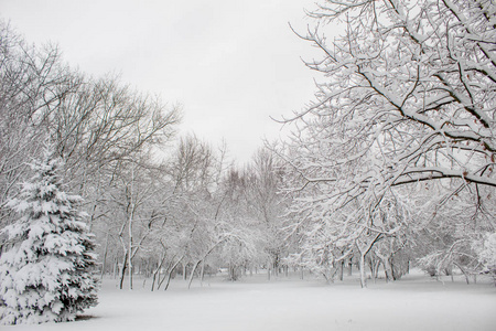 冬天的童话在城市公园里，白雪森林里，白树在蓬松的柔软的雪中