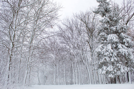 冬天的童话在城市公园里，白雪森林里，白树在蓬松的柔软的雪中