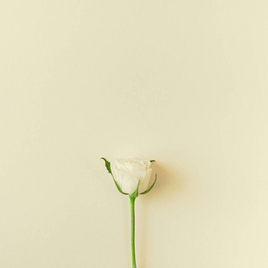 创意顶部平躺新鲜白玫瑰构图与复制空间粘贴纸背景极简主义风格。 女性博客社交网站节日结婚邀请卡