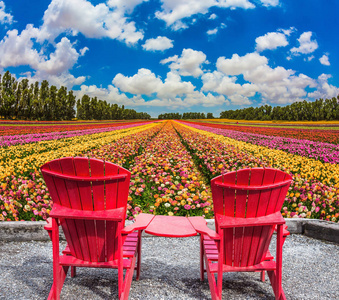 生态旅游的概念。 乡村度假。 草地上摆放着鲜花的舒适红椅