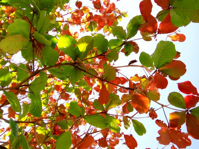 泰国清迈初夏季节五颜六色的叶子。
