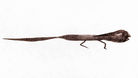 sumiesuibokuga这种蜥蜴用黑色水彩手绘白纸