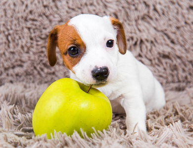 有趣的杰克罗塞尔猎犬小狗躺着黄色的苹果.照片