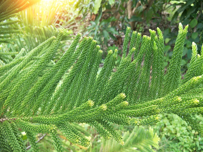 花园里的观赏植物