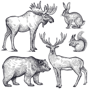 黑色物体森林动物集合. 手绘素描黑色墨水隔离在白色背景上.