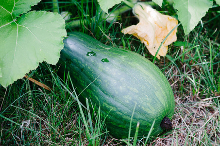 长南瓜绿色的南瓜长在菜园里照片