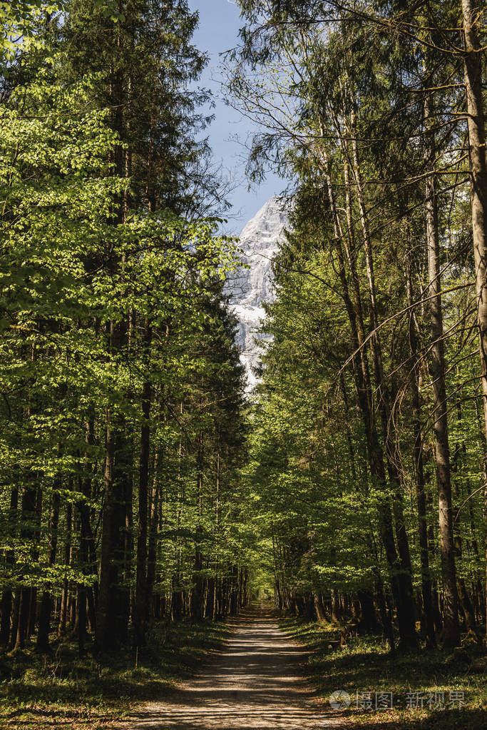 绿色森林游客的美丽自然奥地利边境巴伐利亚阿尔卑斯山的彩色晨景