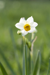 田野里美丽的白色水仙花。 卡拉布鲁尼兹密尔土耳其。 水仙花